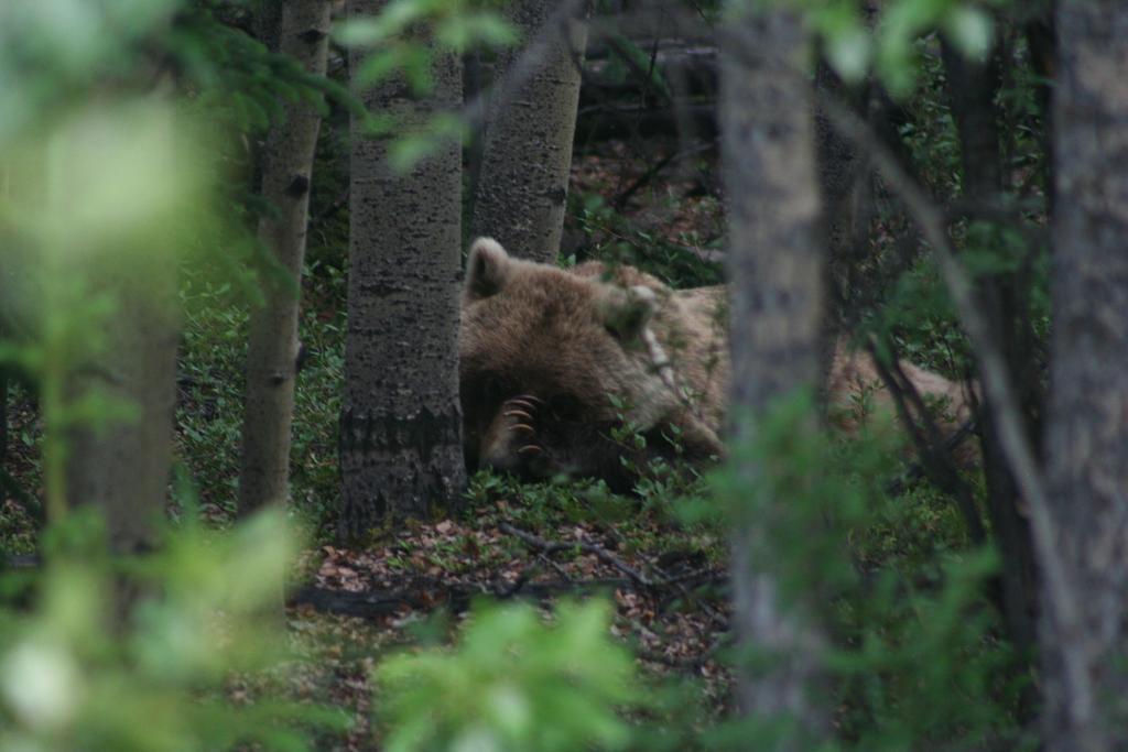 Parkside Inn Haines Junction Εξωτερικό φωτογραφία